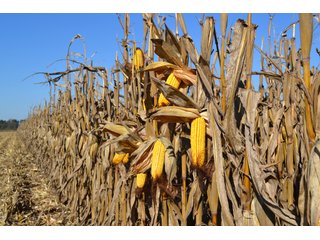 Property photo 51 - MAJOR ILLINOIS LAND AUCTION - 752.54+/- ACRES OFFERED IN 9 TRACTS IN KANKAKEE COUNTY, ILLINOIS